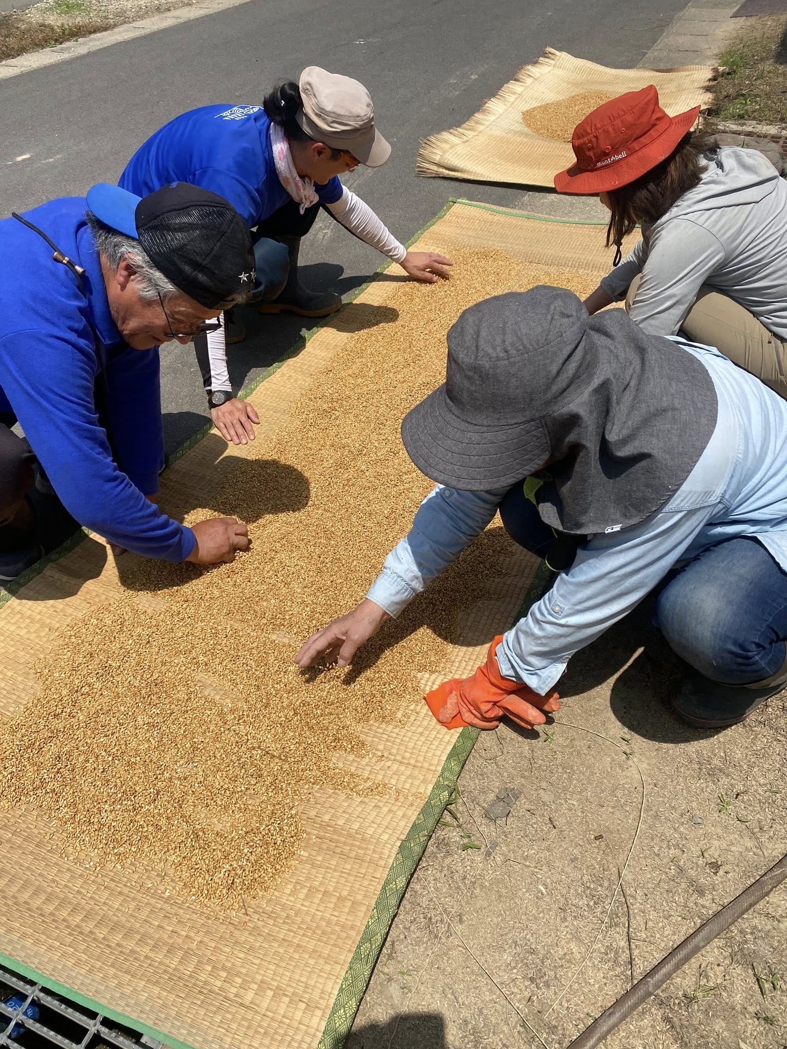 令和7年度産「さとっこ元氣米」 ― あなたの一口が、未来の田んぼを守ります。