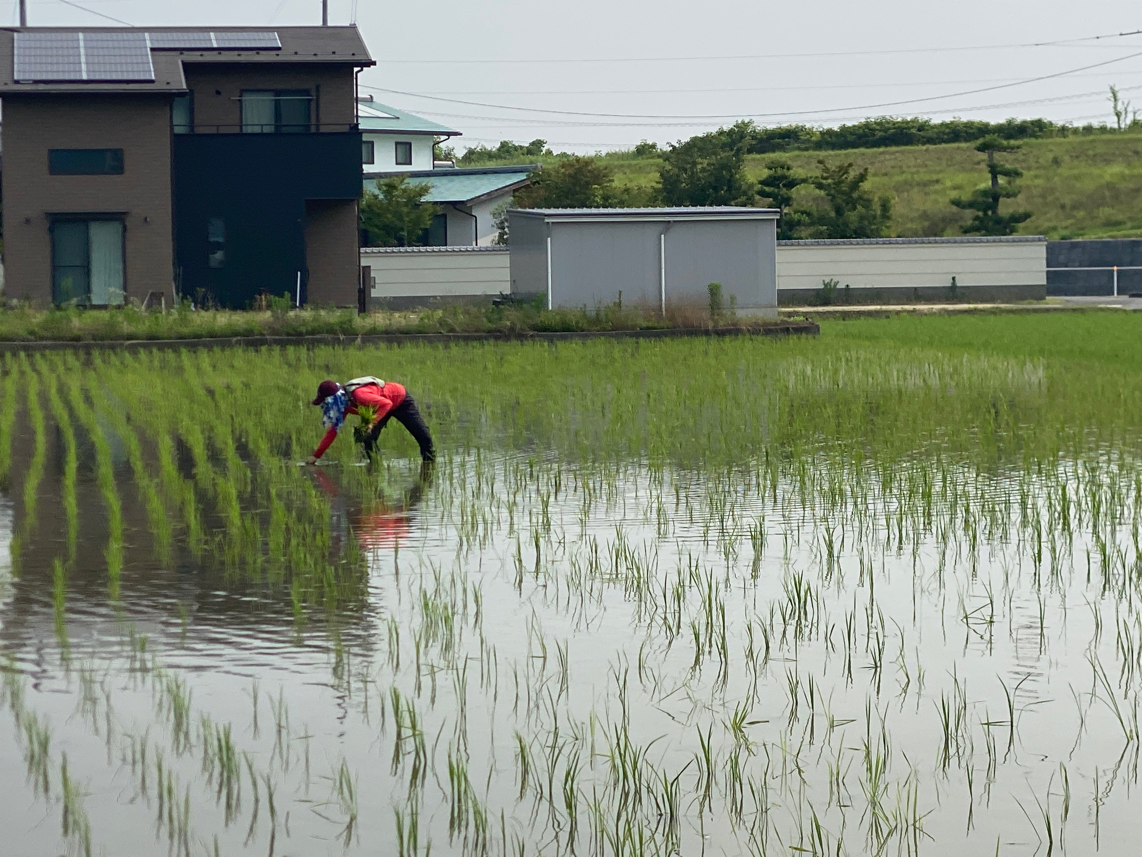 令和7年度産「さとっこ元氣米」 ― あなたの一口が、未来の田んぼを守ります。