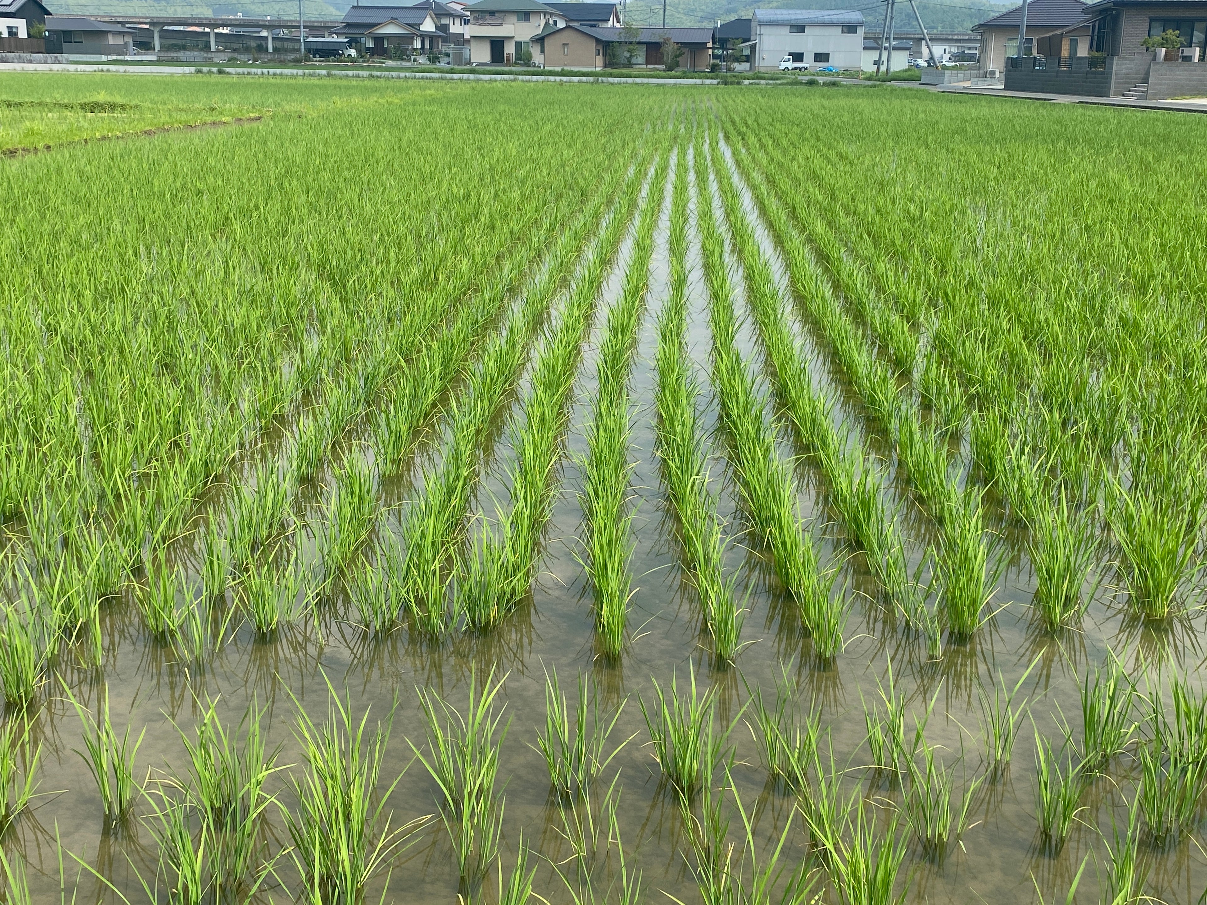 令和7年度産「さとっこ元氣米」 ― あなたの一口が、未来の田んぼを守ります。