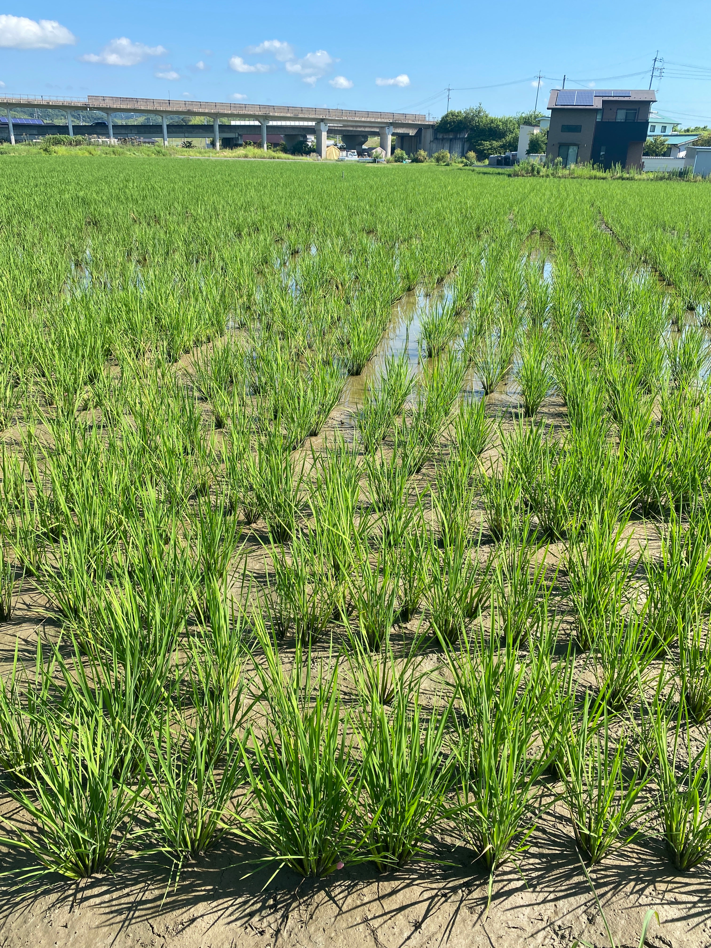 令和7年度産「さとっこ元氣米」 ― あなたの一口が、未来の田んぼを守ります。