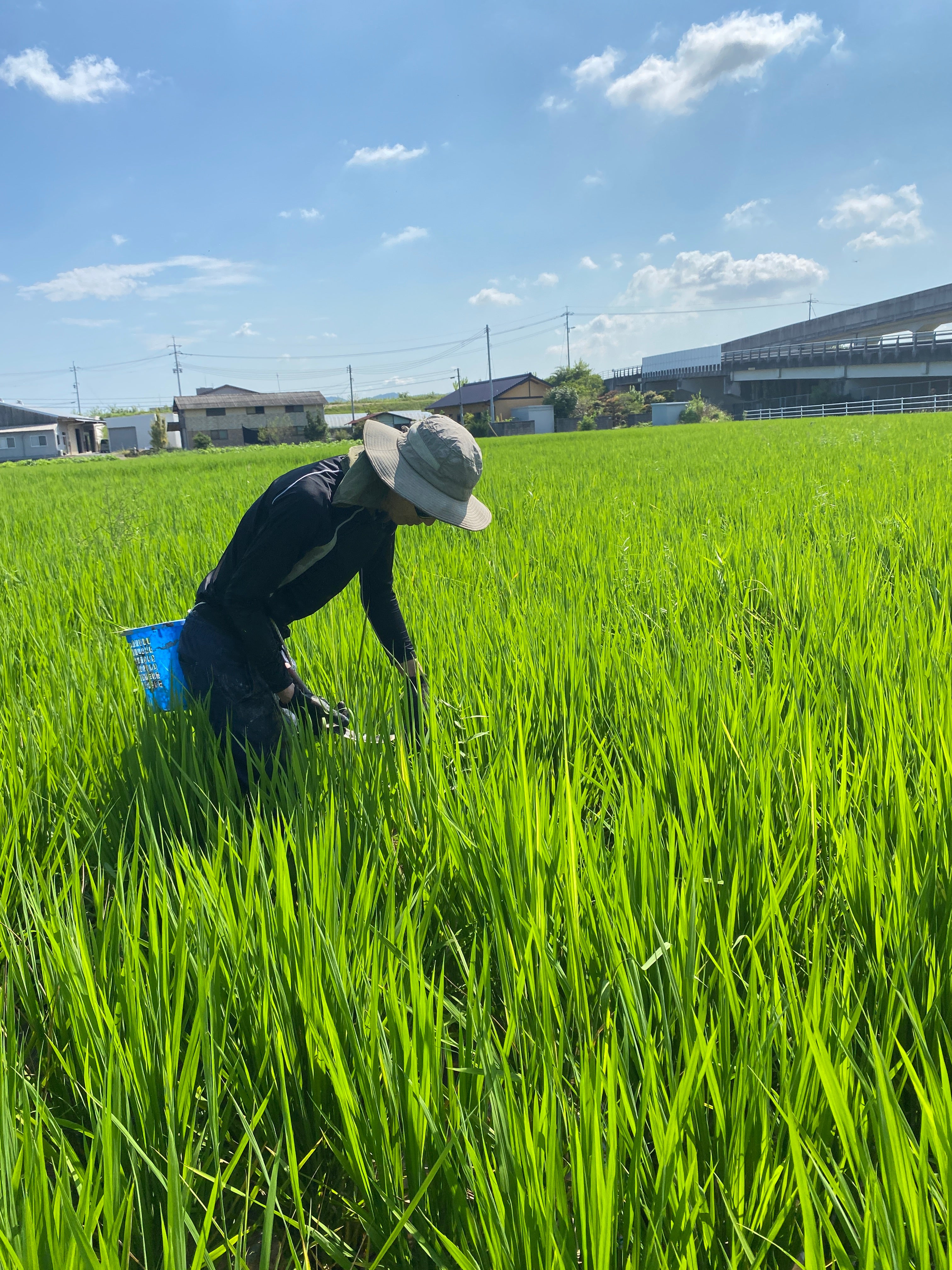 令和7年度産「さとっこ元氣米」 ― あなたの一口が、未来の田んぼを守ります。