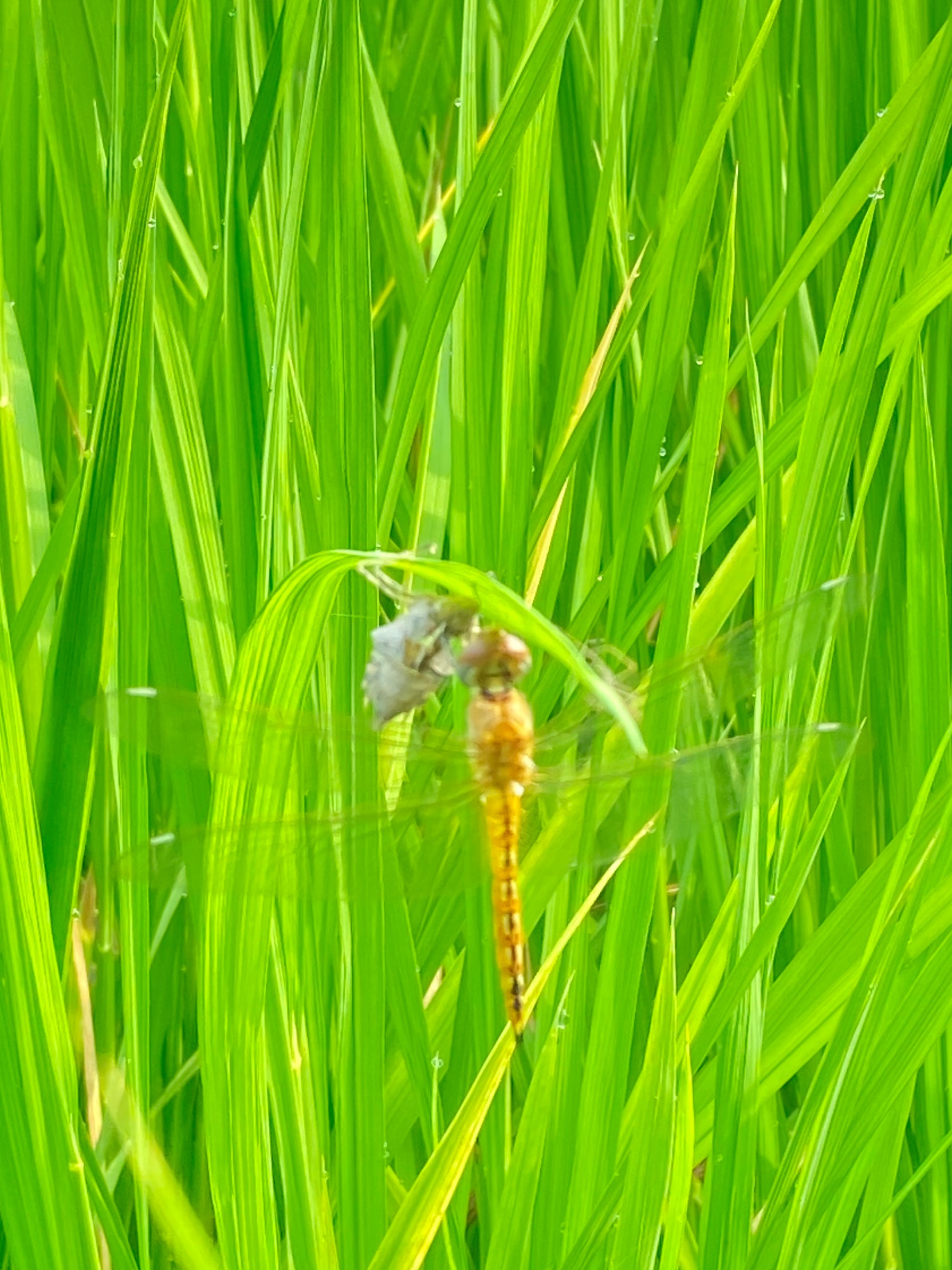 令和7年度産「さとっこ元氣米」 ― あなたの一口が、未来の田んぼを守ります。