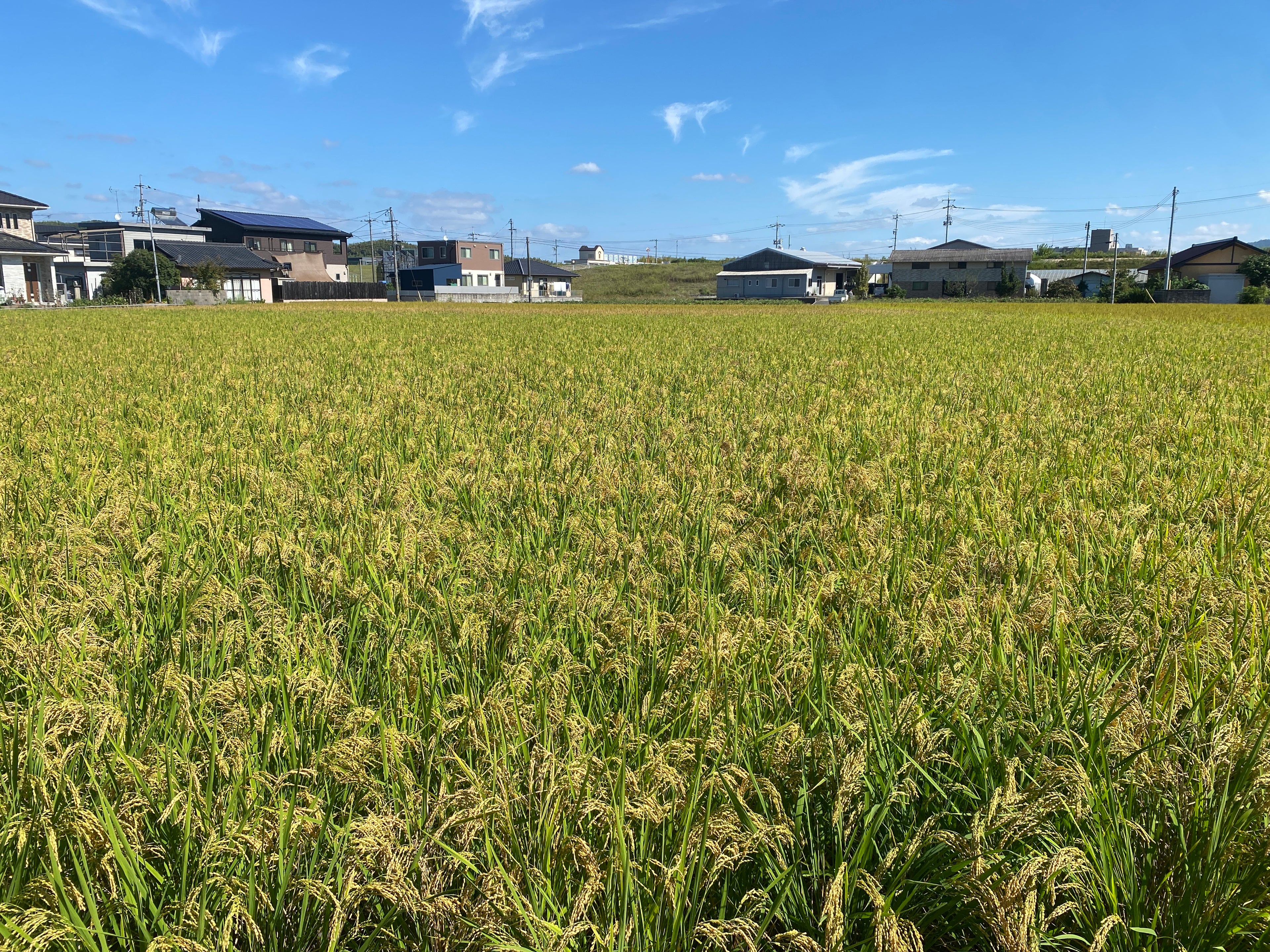 令和7年度産「さとっこ元氣米」 ― あなたの一口が、未来の田んぼを守ります。