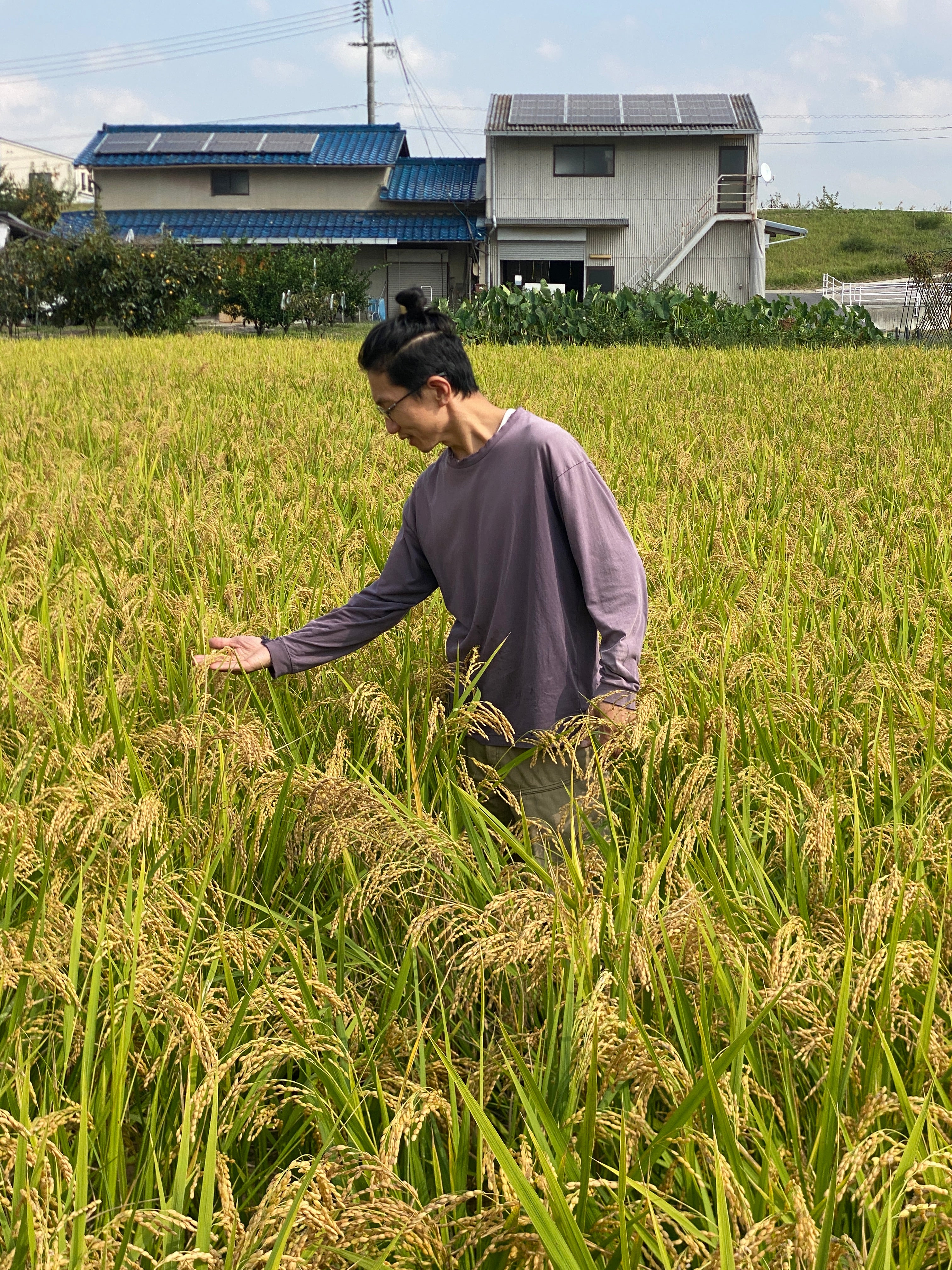 令和7年度産「さとっこ元氣米」 ― あなたの一口が、未来の田んぼを守ります。