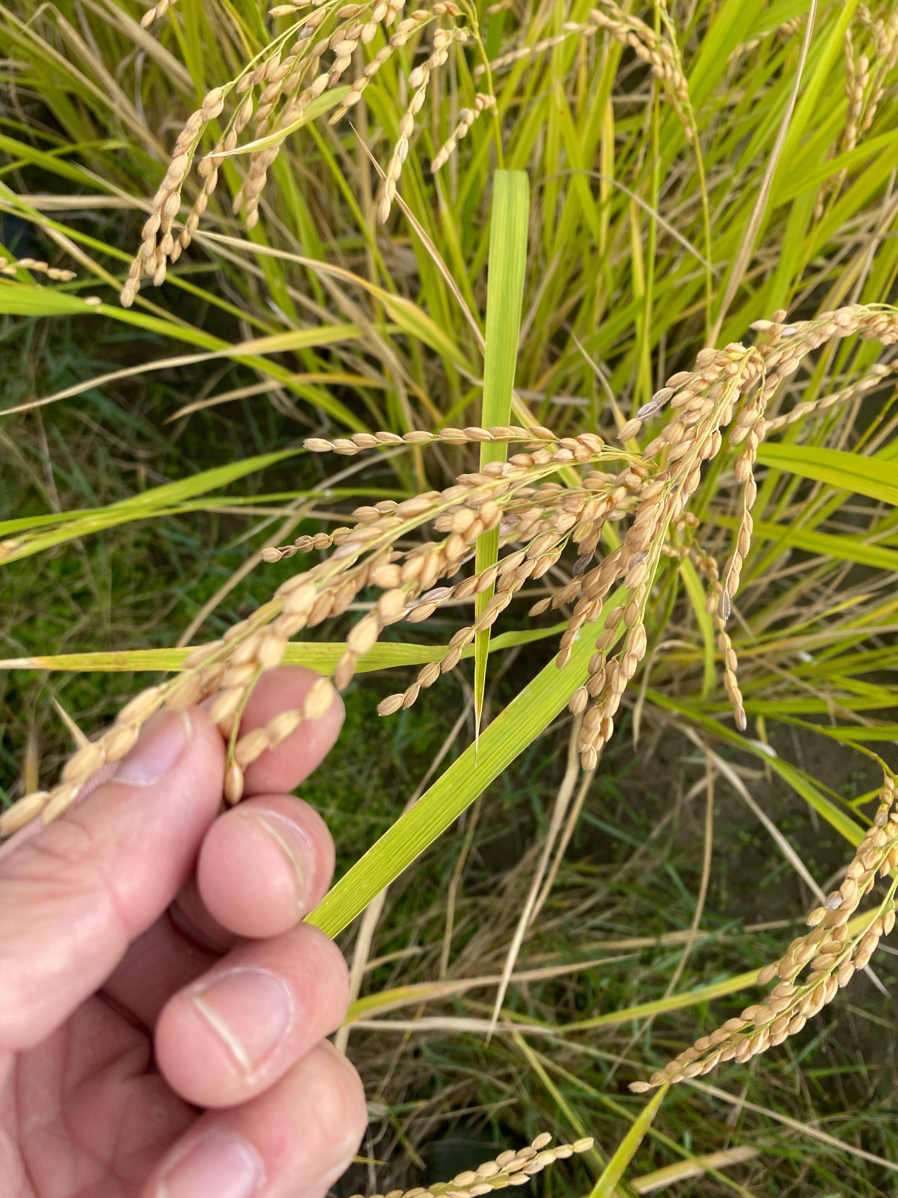 令和7年度産「さとっこ元氣米」 ― あなたの一口が、未来の田んぼを守ります。