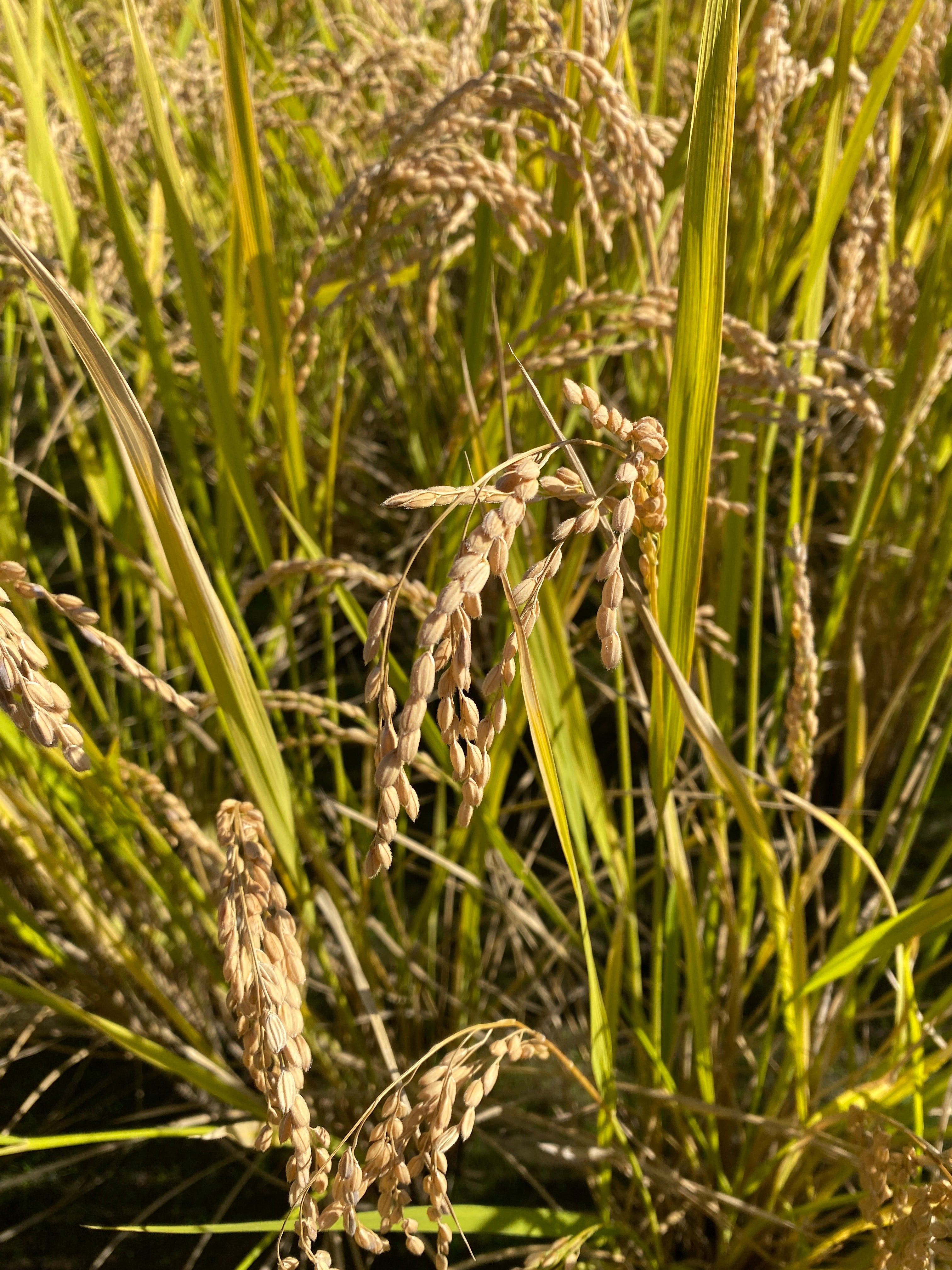 令和7年度産「さとっこ元氣米」 ― あなたの一口が、未来の田んぼを守ります。