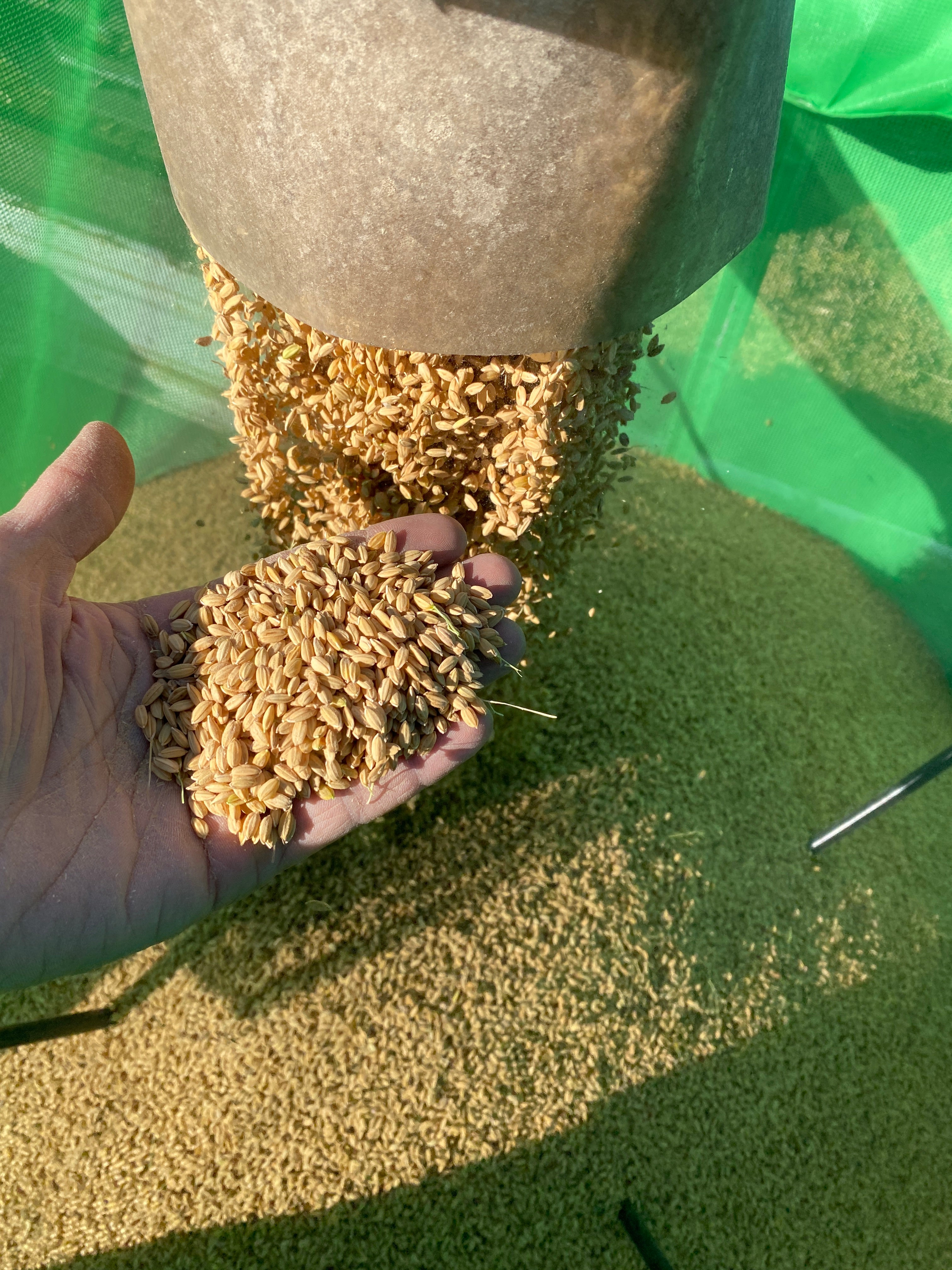 令和7年度産「さとっこ元氣米」 ― あなたの一口が、未来の田んぼを守ります。