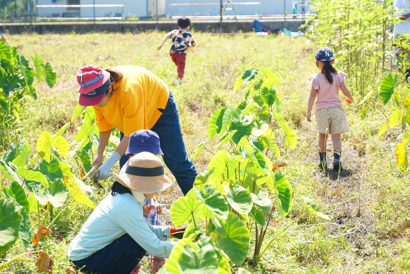 スコレー畑レンタル  自然栽培ベースの貸し農園　