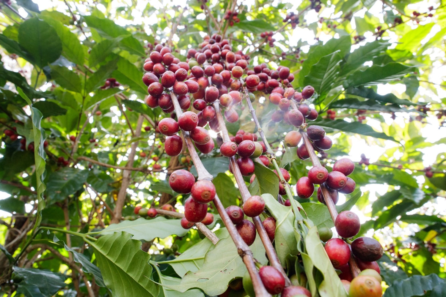 AU Coffee ドリップパック 10個セット