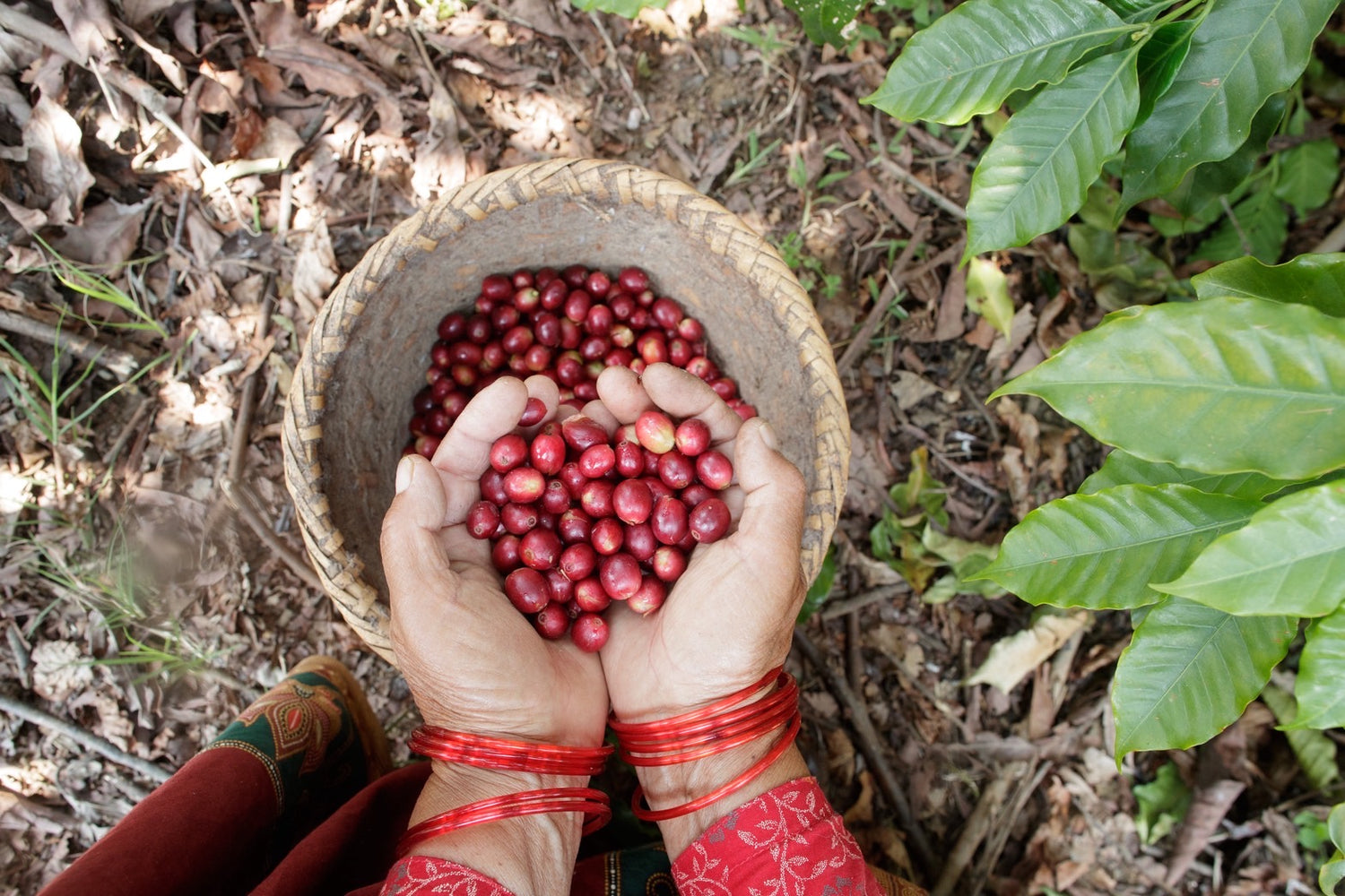 AU Coffee ドリップパック 10個セット