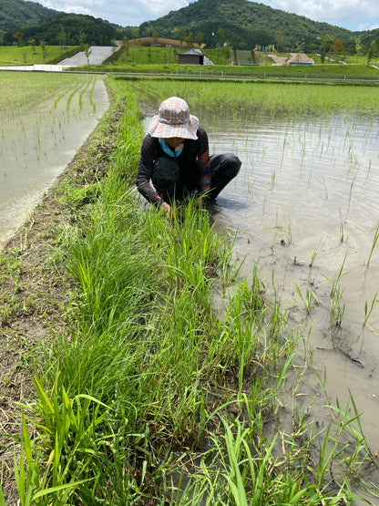 令和7年度産「さとっこ元氣米」 ― あなたの一口が、未来の田んぼを守ります。