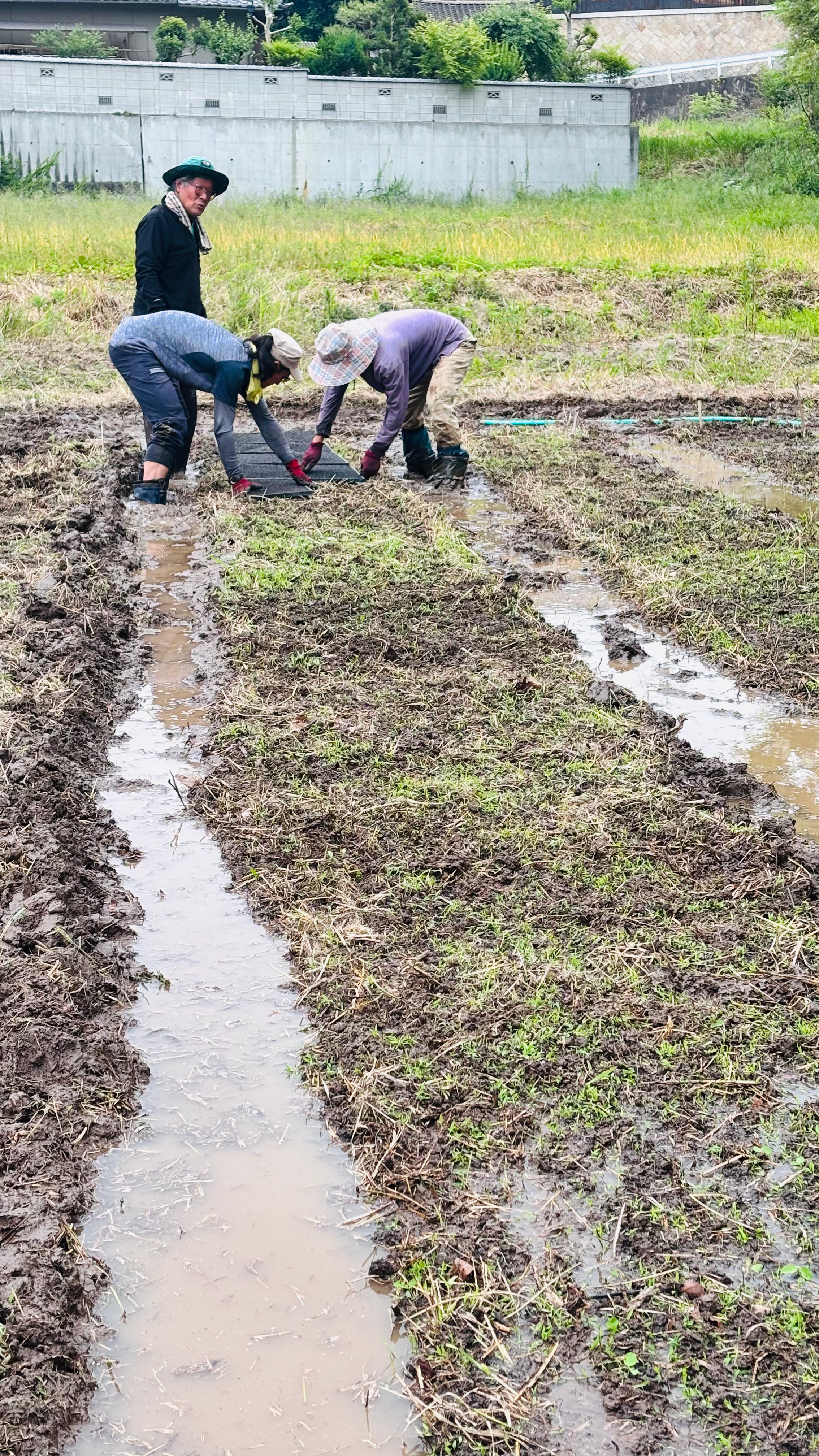 令和7年度産「さとっこ元氣米」 ― あなたの一口が、未来の田んぼを守ります。