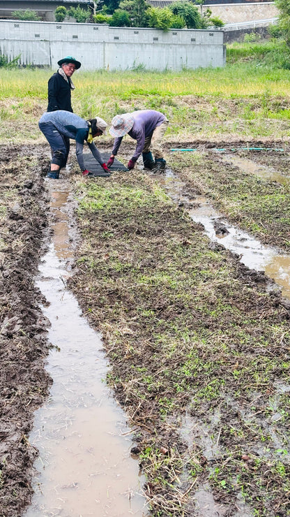 令和7年度産「さとっこ元氣米」 ― あなたの一口が、未来の田んぼを守ります。