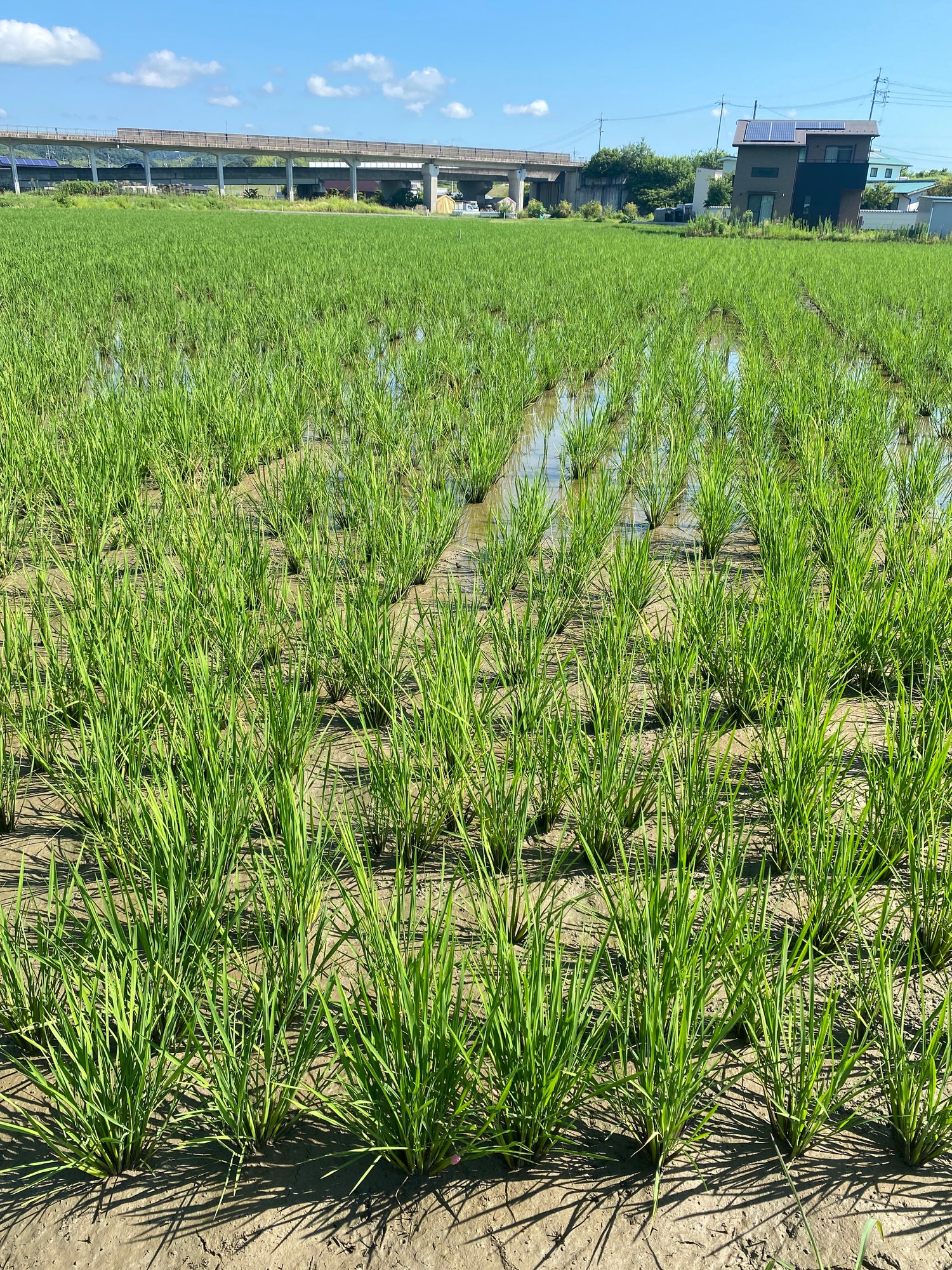 令和7年度産「さとっこ元氣米」 ― あなたの一口が、未来の田んぼを守ります。