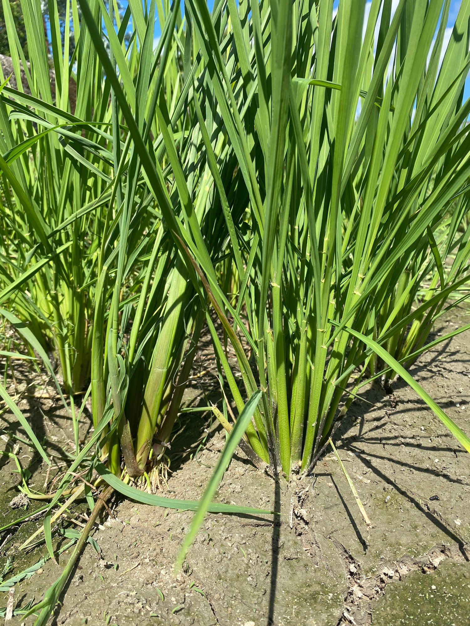 令和7年度産「さとっこ元氣米」 ― あなたの一口が、未来の田んぼを守ります。