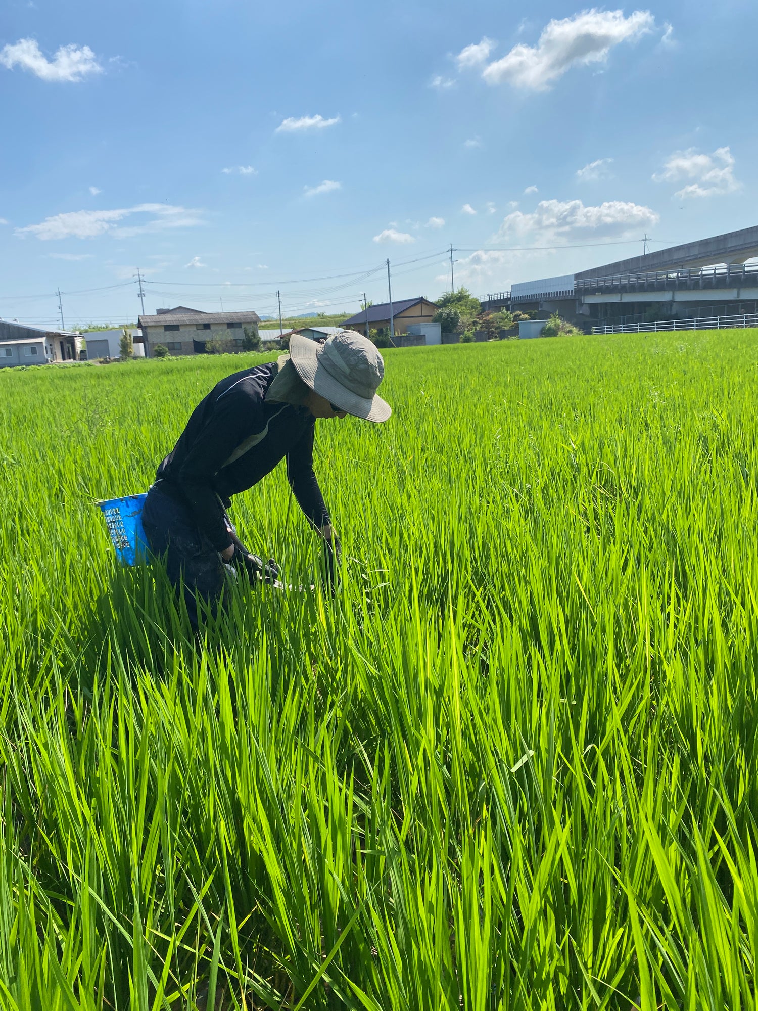 令和7年度産「さとっこ元氣米」 ― あなたの一口が、未来の田んぼを守ります。