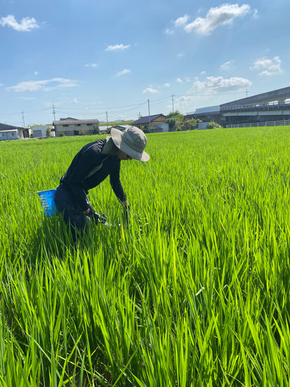 令和7年度産「さとっこ元氣米」 ― あなたの一口が、未来の田んぼを守ります。