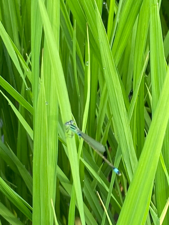 令和7年度産「さとっこ元氣米」 ― あなたの一口が、未来の田んぼを守ります。