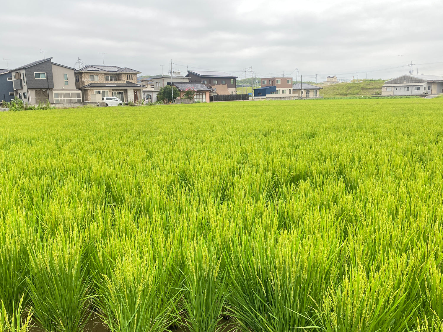 令和7年度産「さとっこ元氣米」 ― あなたの一口が、未来の田んぼを守ります。