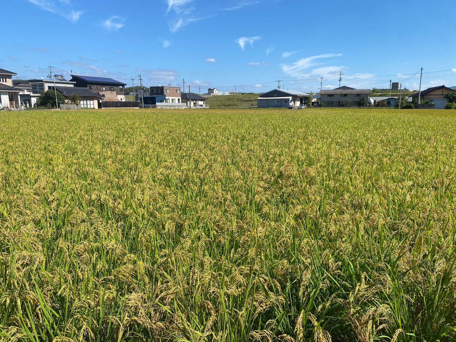 令和7年度産「さとっこ元氣米」 ― あなたの一口が、未来の田んぼを守ります。