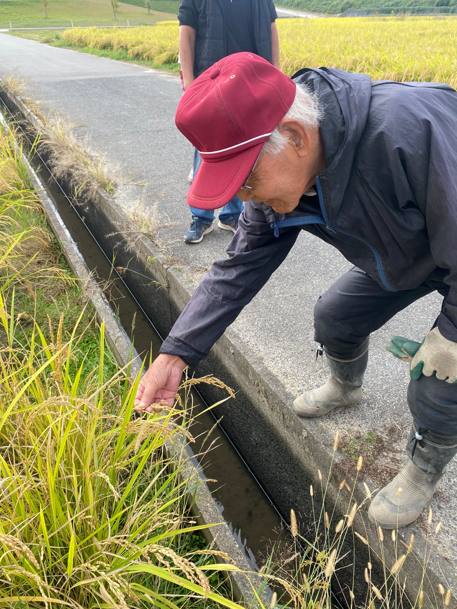 令和7年度産「さとっこ元氣米」 ― あなたの一口が、未来の田んぼを守ります。