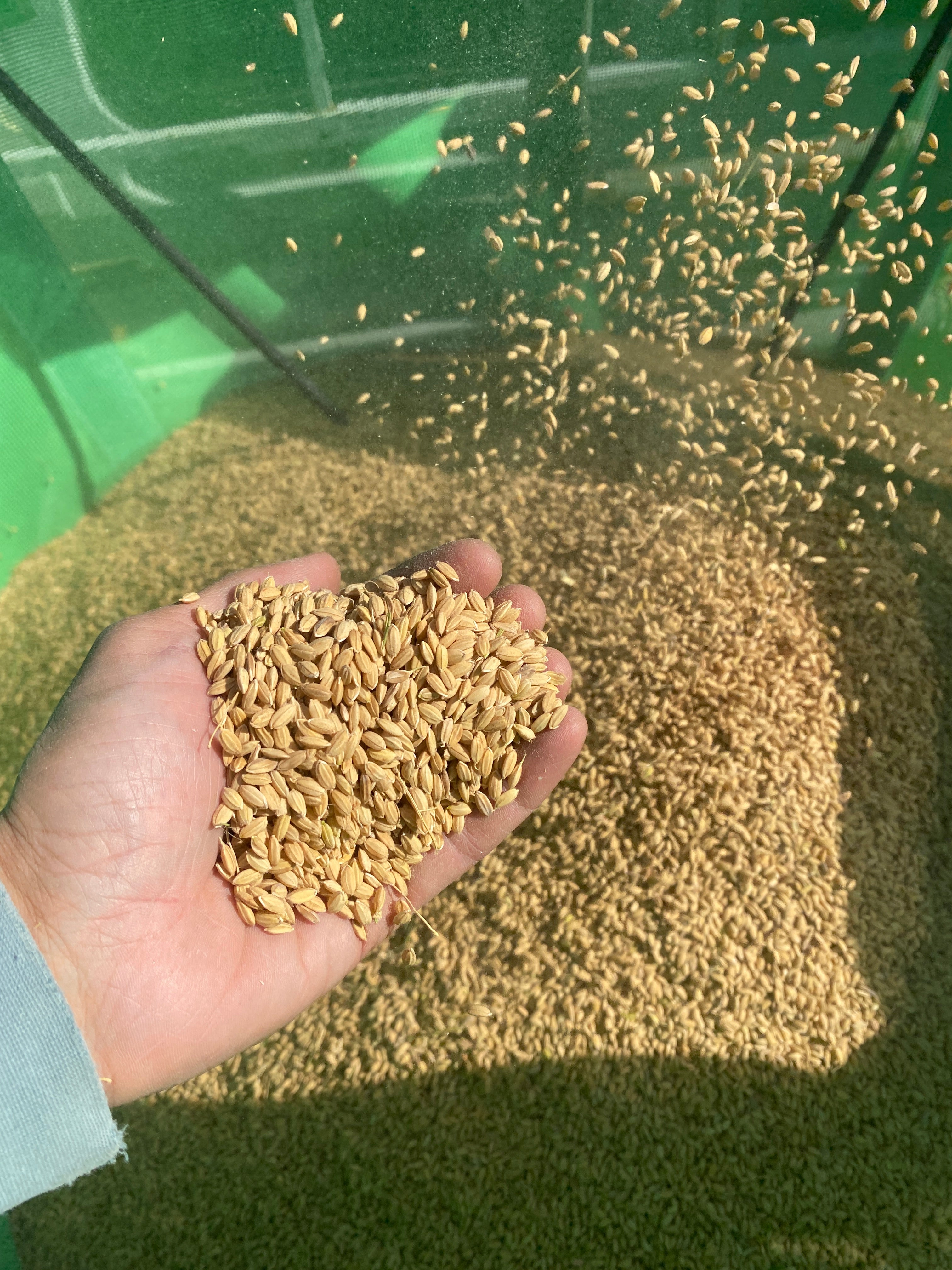 令和7年度産「さとっこ元氣米」 ― あなたの一口が、未来の田んぼを守ります。