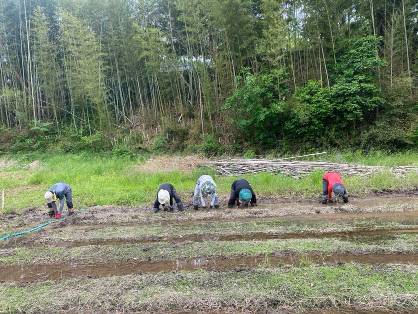 令和7年度産「さとっこ元氣米」 ― あなたの一口が、未来の田んぼを守ります。