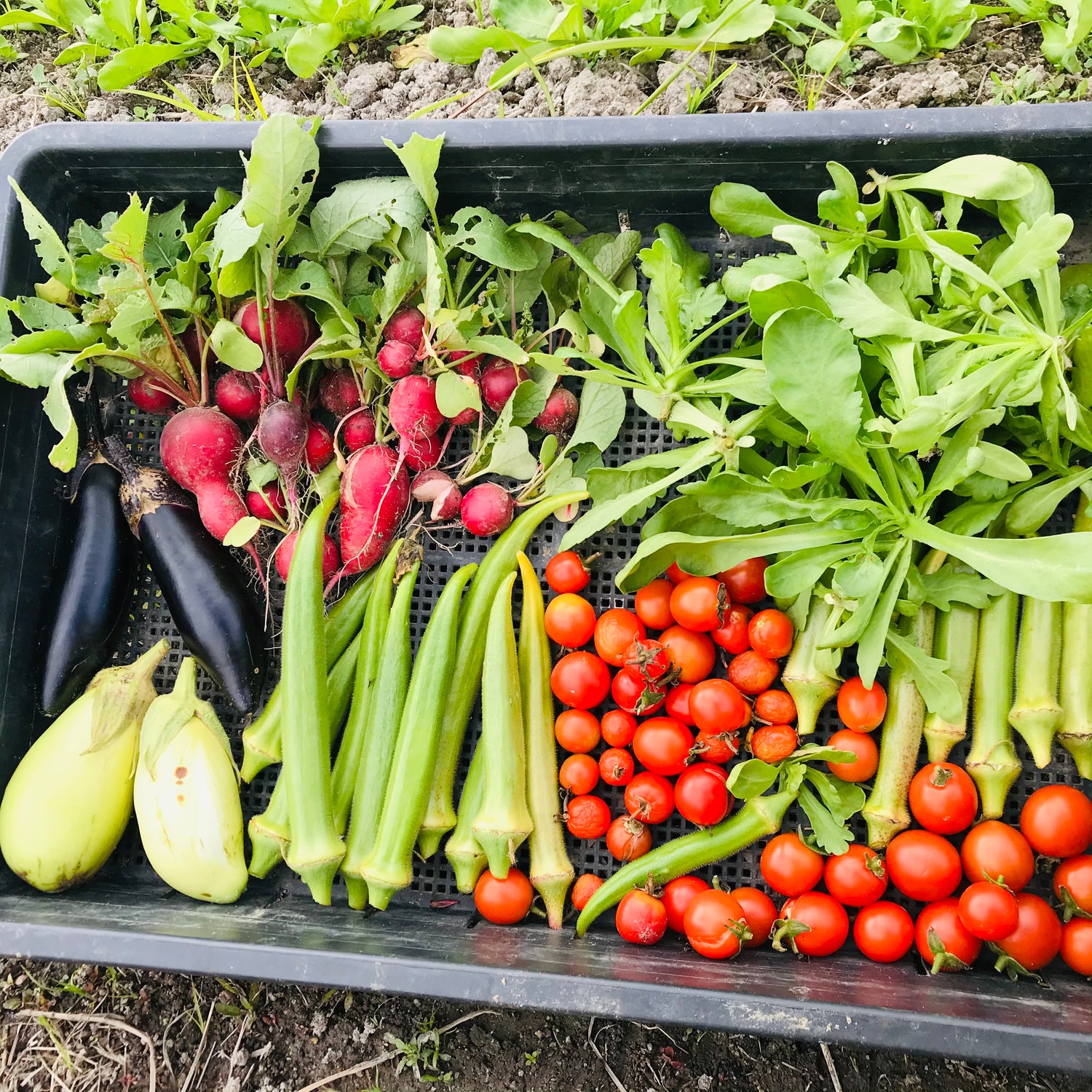 スコレー畑レンタル  自然栽培ベースの貸し農園　
