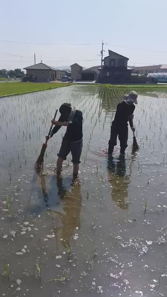 令和7年度産「さとっこ元氣米」 ― あなたの一口が、未来の田んぼを守ります。