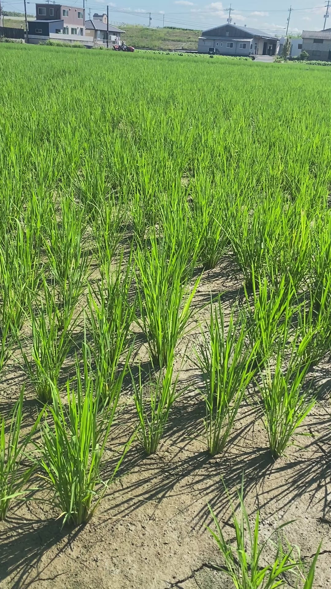 令和7年度産「さとっこ元氣米」 ― あなたの一口が、未来の田んぼを守ります。