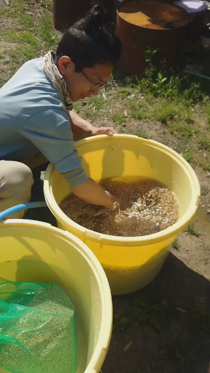 令和7年度産「さとっこ元氣米」 ― あなたの一口が、未来の田んぼを守ります。