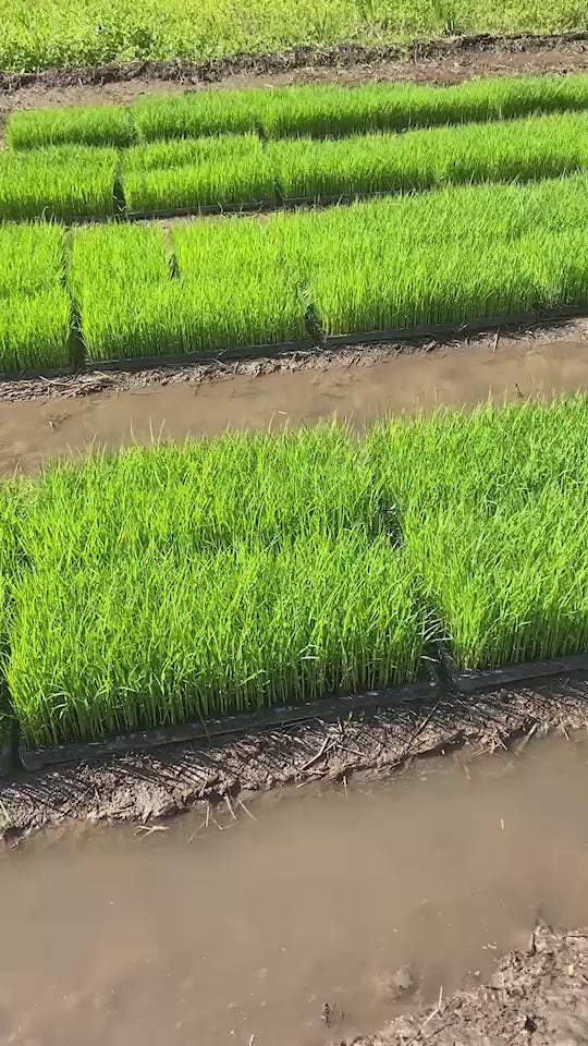 令和7年度産「さとっこ元氣米」 ― あなたの一口が、未来の田んぼを守ります。