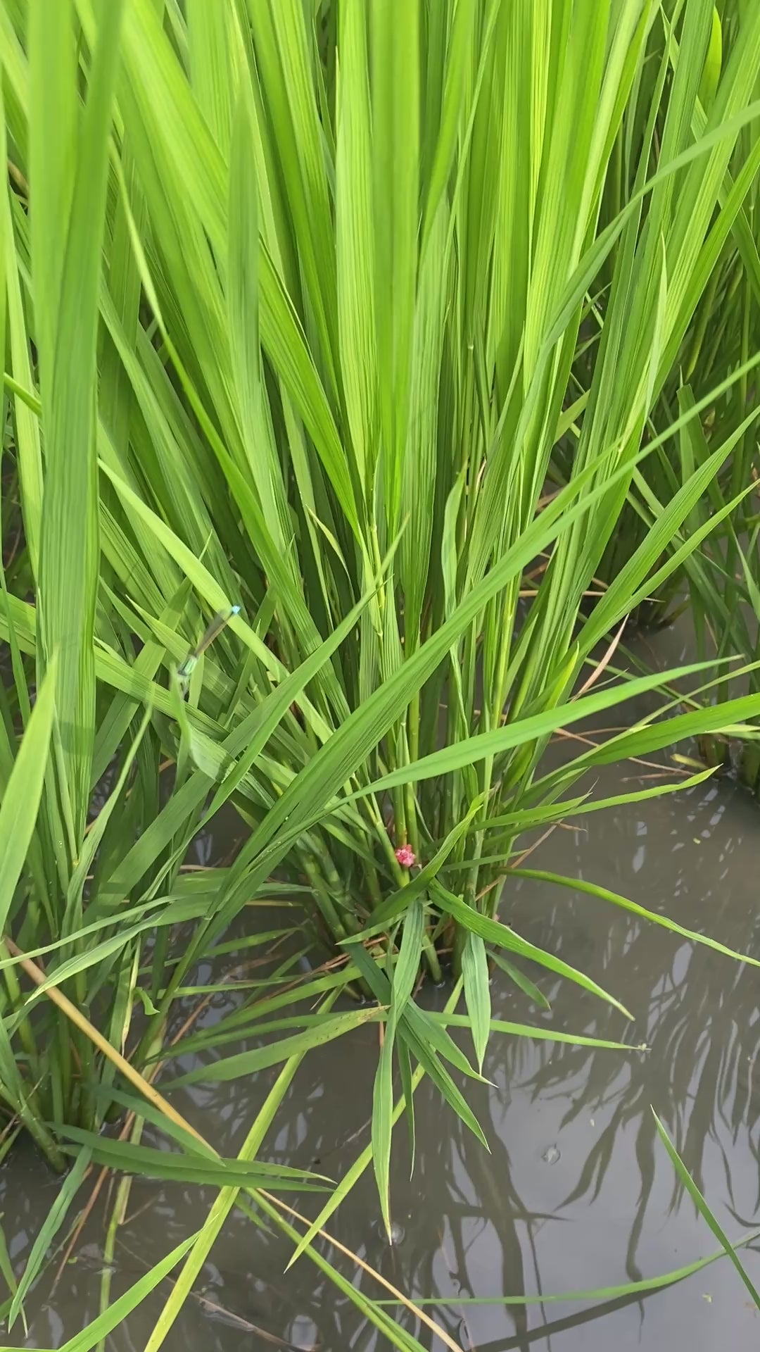 令和7年度産「さとっこ元氣米」 ― あなたの一口が、未来の田んぼを守ります。