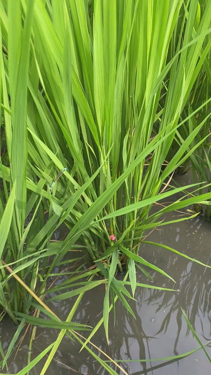 令和7年度産「さとっこ元氣米」 ― あなたの一口が、未来の田んぼを守ります。