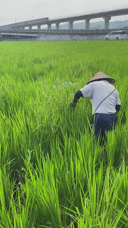 令和7年度産「さとっこ元氣米」 ― あなたの一口が、未来の田んぼを守ります。