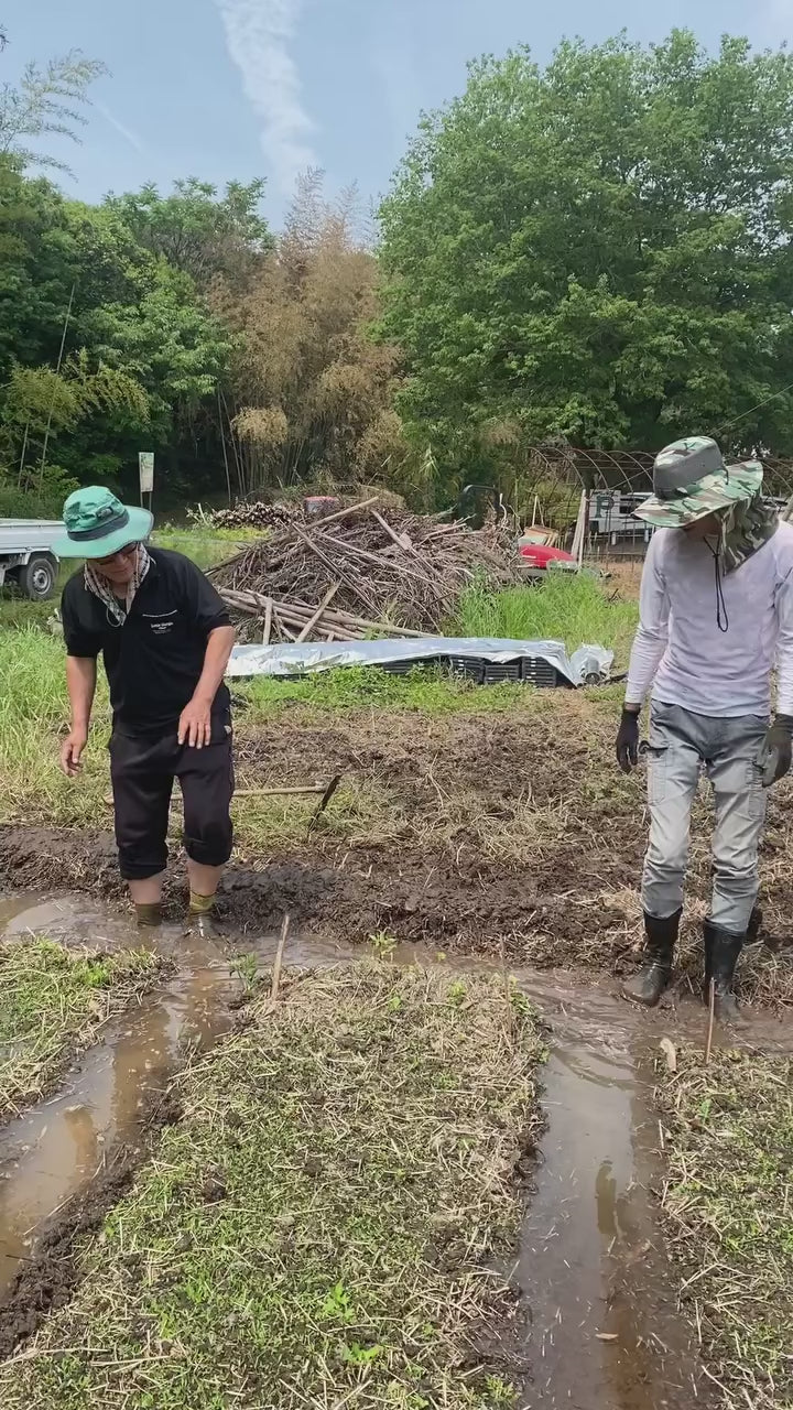 令和7年度産「さとっこ元氣米」 ― あなたの一口が、未来の田んぼを守ります。